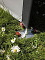 Windschutz Flex Grey Basic